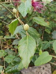 Capparis zeylanica