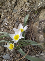 Tulipa biflora
