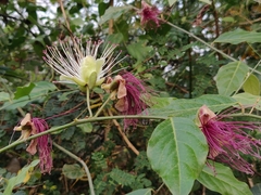 Capparis zeylanica