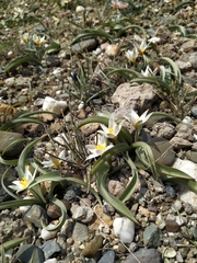 Tulipa biflora