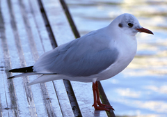 Chroicocephalus ridibundus