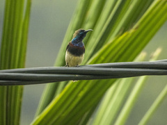 Cinnyris jugularis rhizophorae