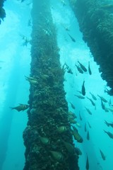 Pempheris klunzingeri