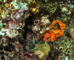 Watersipora subtorquata