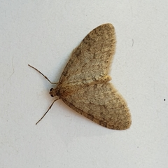 Trichopteryx carpinata