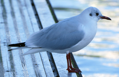 Chroicocephalus ridibundus