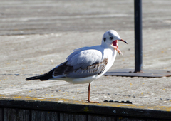Chroicocephalus ridibundus