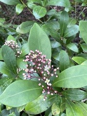 Skimmia