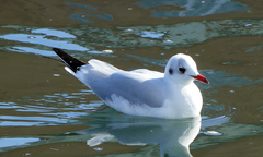 Chroicocephalus ridibundus