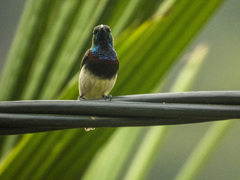 Cinnyris jugularis rhizophorae