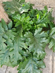 Acanthus mollis