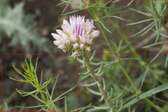 Galium pamiroalaicum