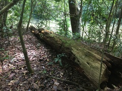 Laetiporus versisporus