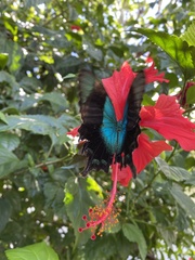 Papilio peranthus