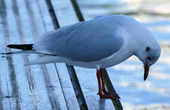 Chroicocephalus ridibundus