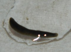Planariidae