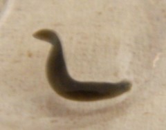 Planariidae