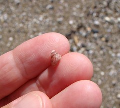 Roseaplagis rufozona