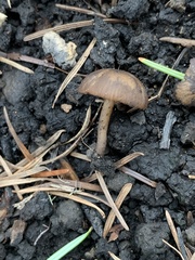 Lyophyllum anthracophilum