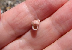 Roseaplagis rufozona