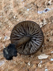 Lyophyllum anthracophilum