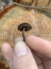 Lyophyllum anthracophilum