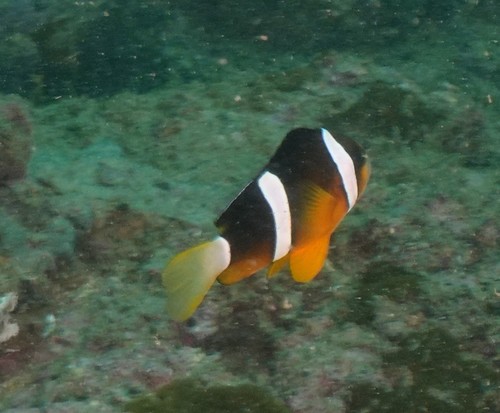 Yellowtail Clownfish