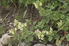Scutellaria cordifrons