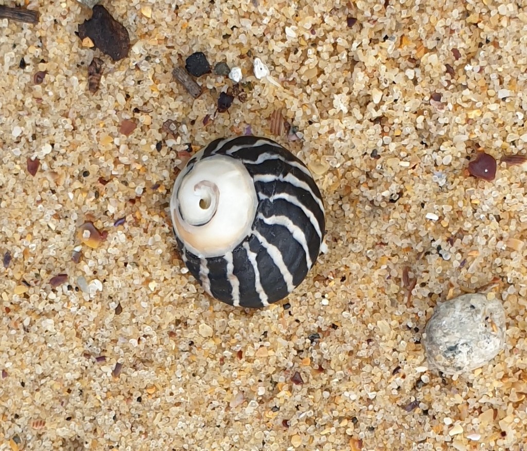 Zebra Top Snail from Sydney NSW, Australia on March 30, 2021 at 1131