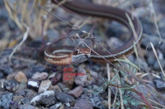 Masticophis schotti ruthveni