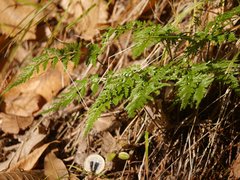 Asplenium adiantum-nigrum