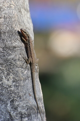 Phoenicolacerta laevis