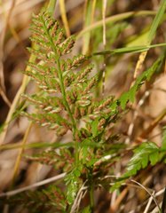 Asplenium adiantum-nigrum