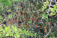 Viscum rotundifolium