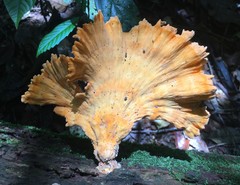 Laetiporus versisporus