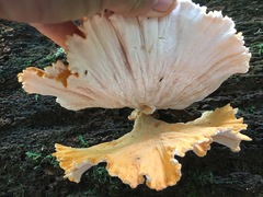 Laetiporus versisporus