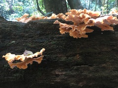 Laetiporus versisporus