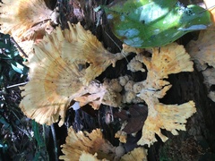 Laetiporus versisporus
