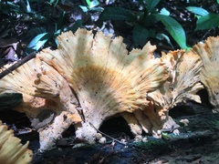 Laetiporus versisporus