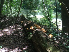 Laetiporus versisporus