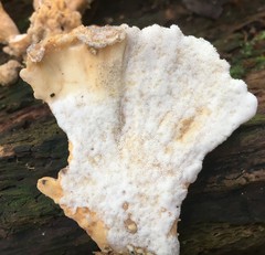 Laetiporus versisporus