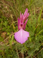 Anacamptis papilionacea grandiflora