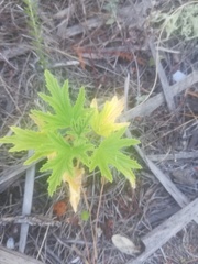 Pelargonium citronellum