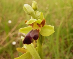 Ophrys fusca funerea