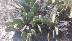 Opuntia × andersonii