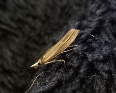 Orocrambus enchophorus