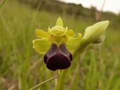 Ophrys fusca funerea
