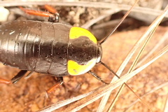 Pseudoderopeltis albilatera