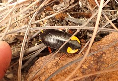 Pseudoderopeltis albilatera