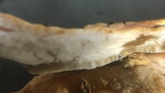 Laetiporus versisporus